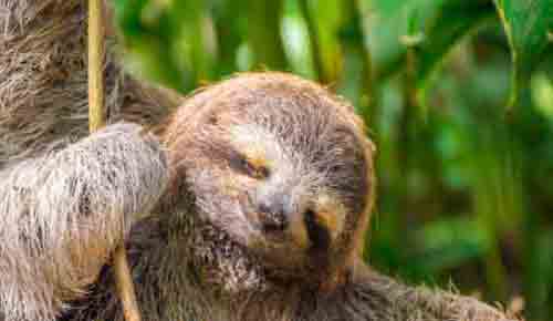 Sloth at Costa Rica Yoga Retreat