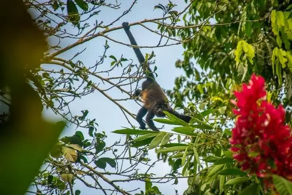 Howler Monkey at Yoga and Wellness Retreat in Costa Rica