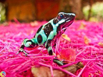 A black and green dart frog in Costa Rica