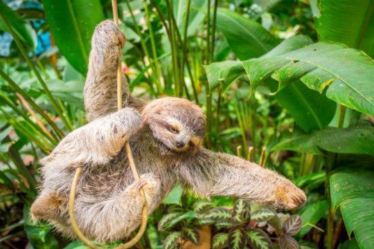 A sloth hangs out at The Goddess Garden