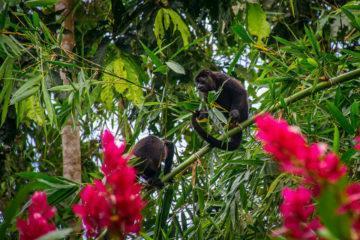 Costa Rica's Wildlife