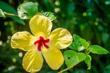 5 Things To Look For When Choosing The Best Eco Resort In Costa Rica