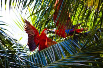 Best Yoga Retreat in Costa Rica