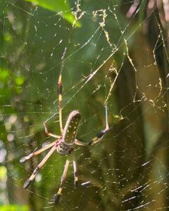 Spider in Costa Rica