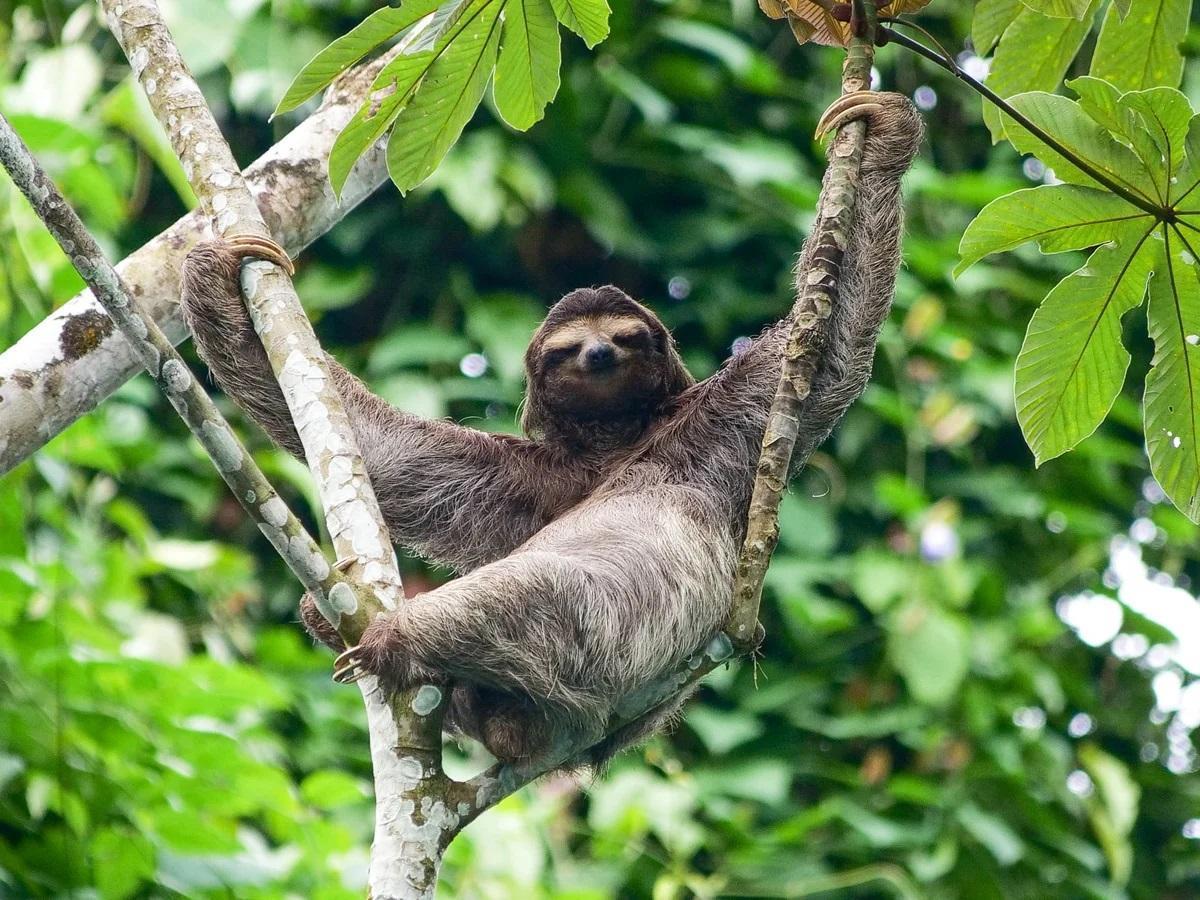 Sloth in a tree at The Goddess Garden