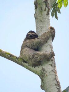 A sloth hugs a tree in Costa Rica